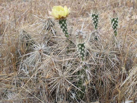 Matted Cholla (Grusonia parishii)
