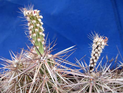 Matted Cholla (Grusonia parishii)