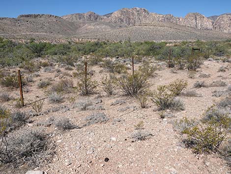 Matted Cholla (Grusonia parishii)