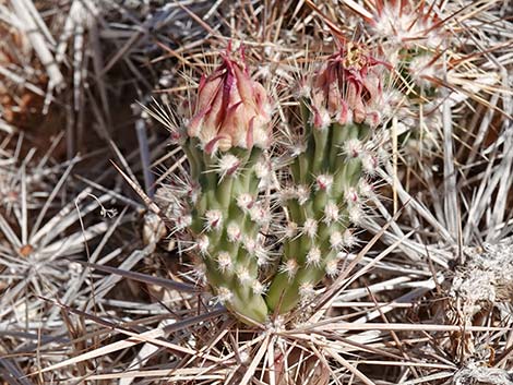 Matted Cholla (Grusonia parishii)