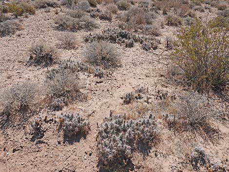 Matted Cholla (Grusonia parishii)