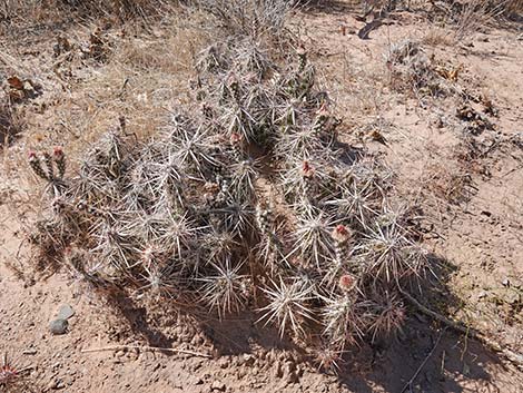 Matted Cholla (Grusonia parishii)