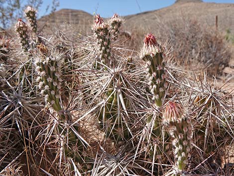 Matted Cholla (Grusonia parishii)