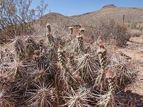 Matted Cholla (Grusonia parishii)