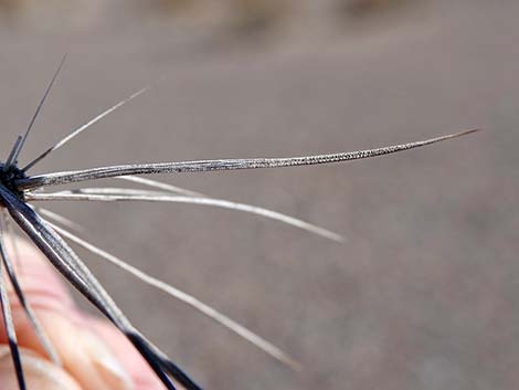 Matted Cholla (Grusonia parishii)