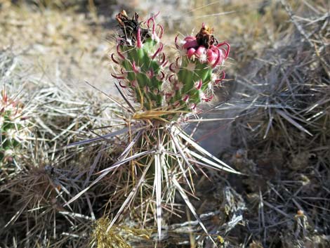 Matted Cholla (Grusonia parishii)