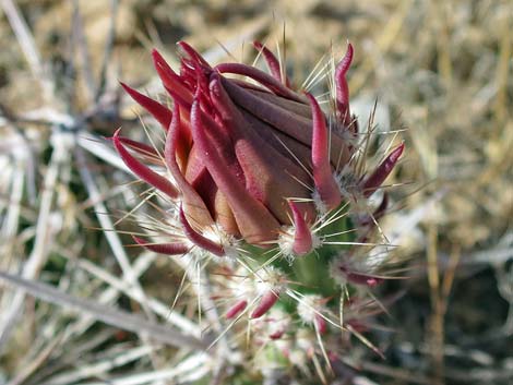Matted Cholla (Grusonia parishii)