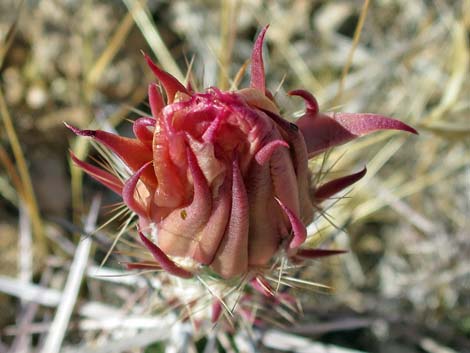 Matted Cholla (Grusonia parishii)