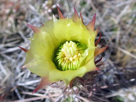 Matted Cholla (Grusonia parishii)