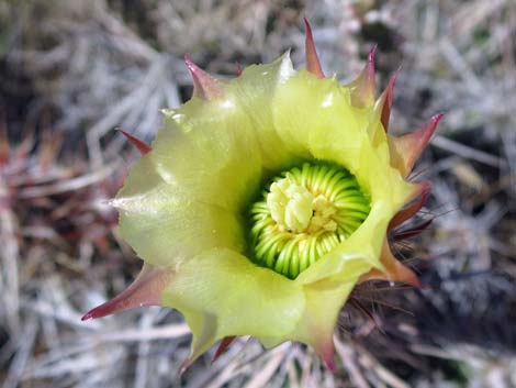 Matted Cholla (Grusonia parishii)