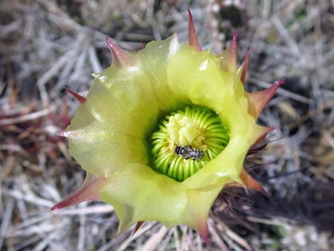 Matted Cholla (Grusonia parishii)