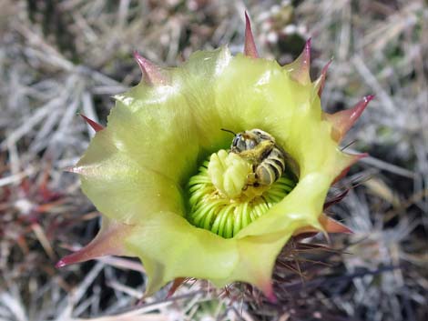 Matted Cholla (Grusonia parishii)