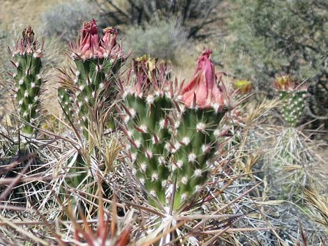 Matted Cholla (Grusonia parishii)