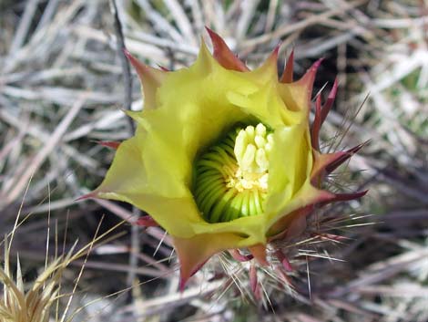 Matted Cholla (Grusonia parishii)