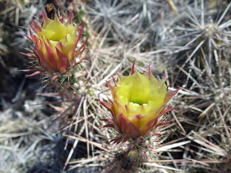 Matted Cholla (Grusonia parishii)