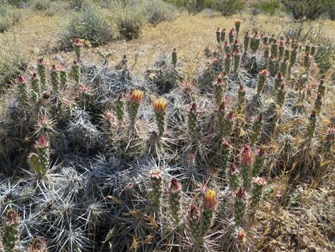 Matted Cholla (Grusonia parishii)