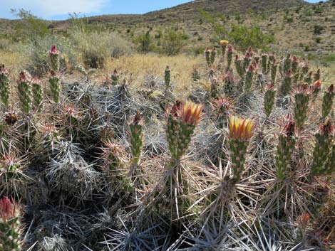 Matted Cholla (Grusonia parishii)
