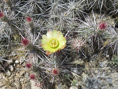 Matted Cholla (Grusonia parishii)