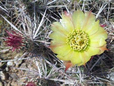 Matted Cholla (Grusonia parishii)