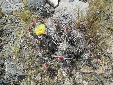 Matted Cholla (Grusonia parishii)