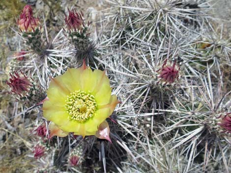Matted Cholla (Grusonia parishii)