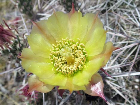 Matted Cholla (Grusonia parishii)