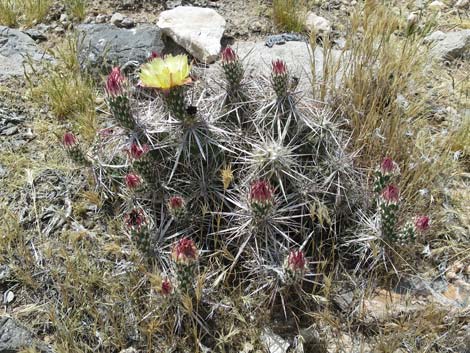 Matted Cholla (Grusonia parishii)