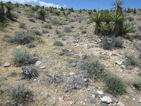 Matted Cholla (Grusonia parishii)