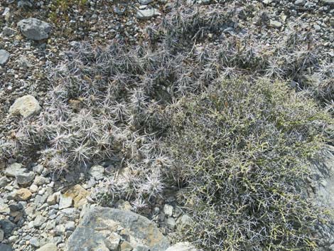 Matted Cholla (Grusonia parishii)