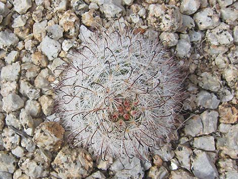 Common Fishhook Cactus (Cochemiea tetrancistra)