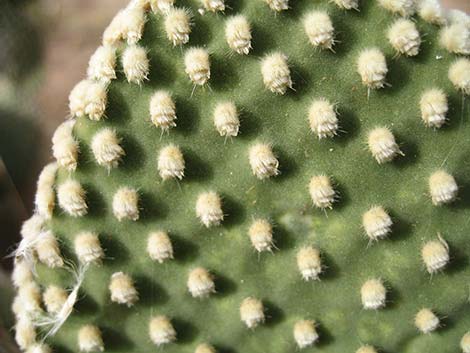 Beavertail Pricklypear (Opuntia basilaris)