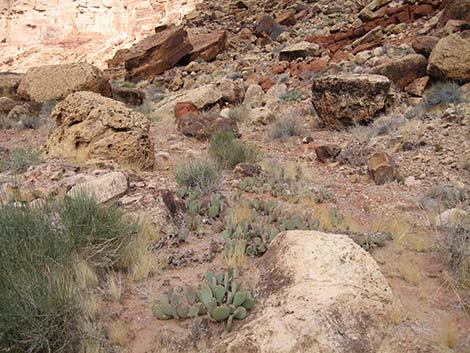 Beavertail Pricklypear (Opuntia basilaris)