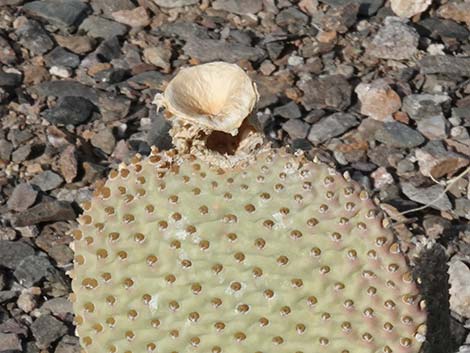 Beavertail Pricklypear (Opuntia basilaris)