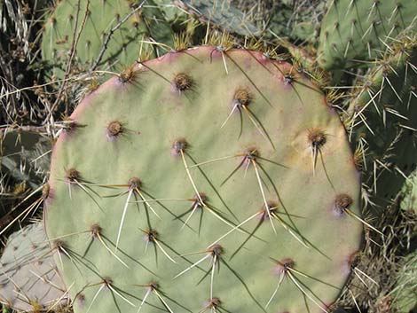 Cactus Apple Pricklypear (Opuntia engelmannii)