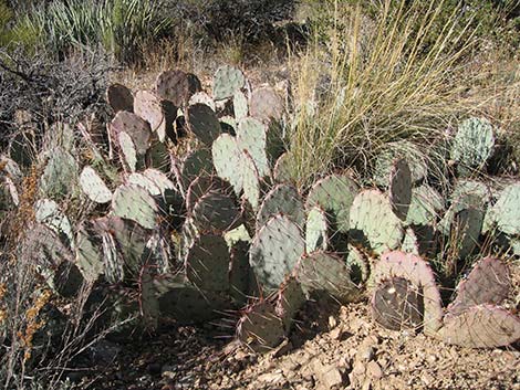 Brown-spined Pricklypear (Opuntia phaeacantha)