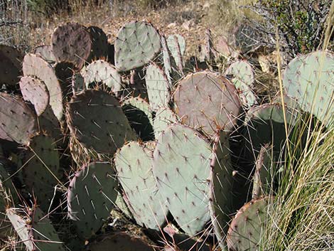 Brown-spined Pricklypear (Opuntia phaeacantha)
