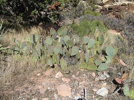 Brown-spined Pricklypear (Opuntia phaeacantha)