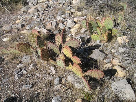 Brown-spined Pricklypear (Opuntia phaeacantha)