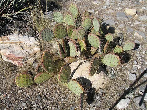 Brown-spined Pricklypear (Opuntia phaeacantha)