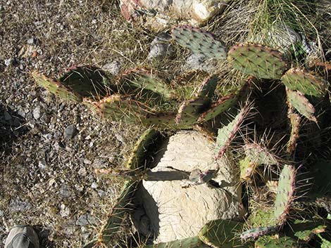 Brown-spined Pricklypear (Opuntia phaeacantha)