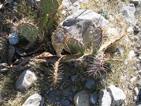 Brown-spined Pricklypear (Opuntia phaeacantha)