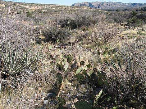 Brown-spined Pricklypear (Opuntia phaeacantha)