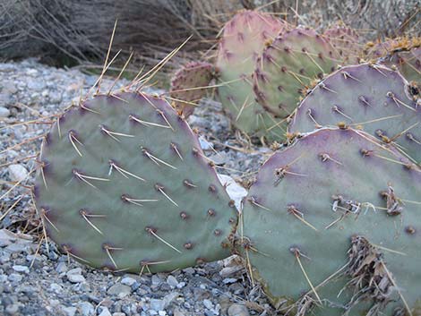 Brown-spined Pricklypear (Opuntia phaeacantha)