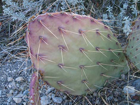 Brown-spined Pricklypear (Opuntia phaeacantha)