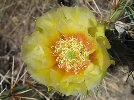Brown-spined Pricklypear (Opuntia phaeacantha)