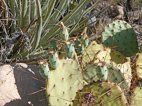 Brown-spined Pricklypear (Opuntia phaeacantha)