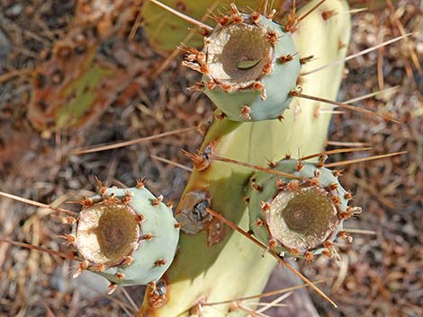 Brown-spined Pricklypear (Opuntia phaeacantha)