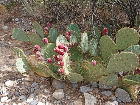 Brown-spined Pricklypear (Opuntia phaeacantha)