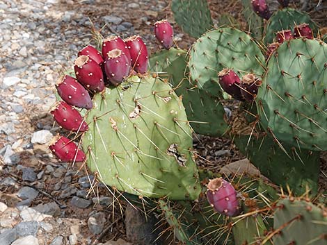 Brown-spined Pricklypear (Opuntia phaeacantha)