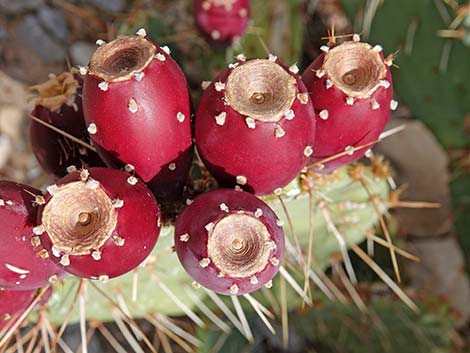 Brown-spined Pricklypear (Opuntia phaeacantha)